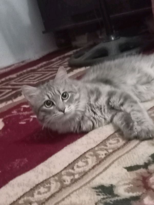 сибирская кот