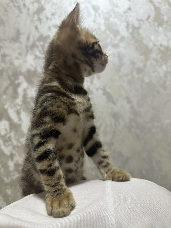 Бенгальские котенке Бенгальские котенке
