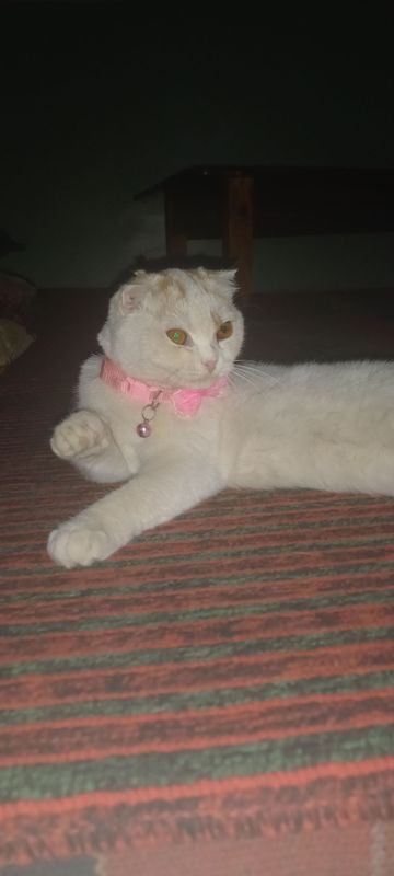 кошка кошка
