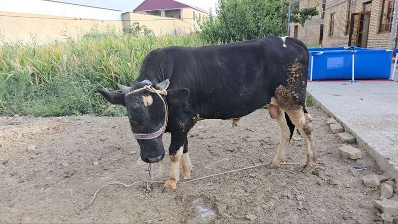 Продаются породистые быки