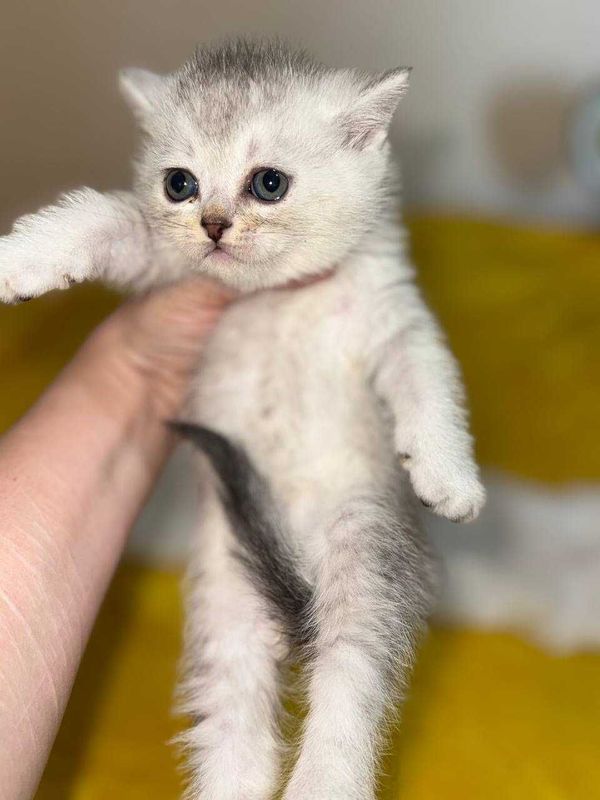 чистокровные Шиншиллы чистокровные Шиншиллы