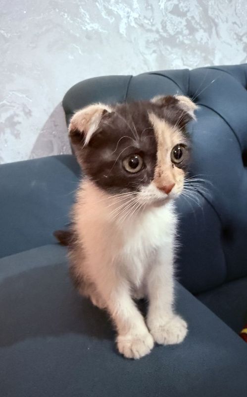 Мушук пардний Британиский