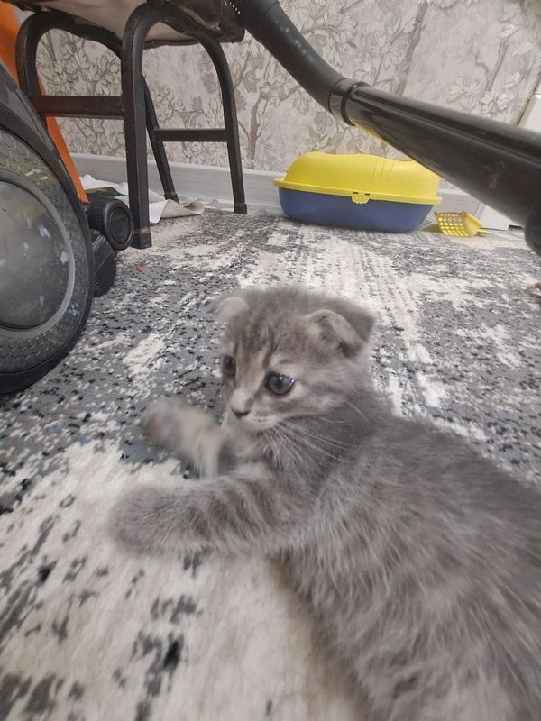 Домашние кошки.