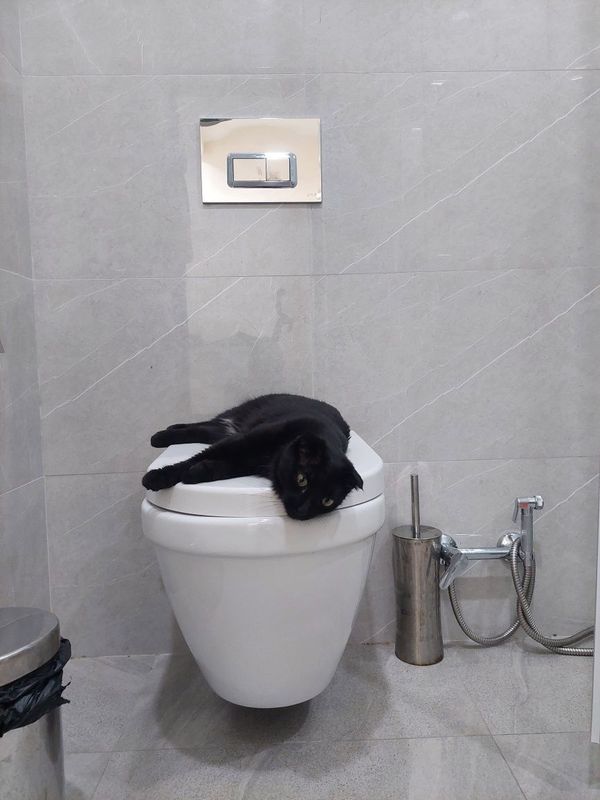 Кошка скоттиш фолд кастрированная Кошка скоттиш фолд кастрированная