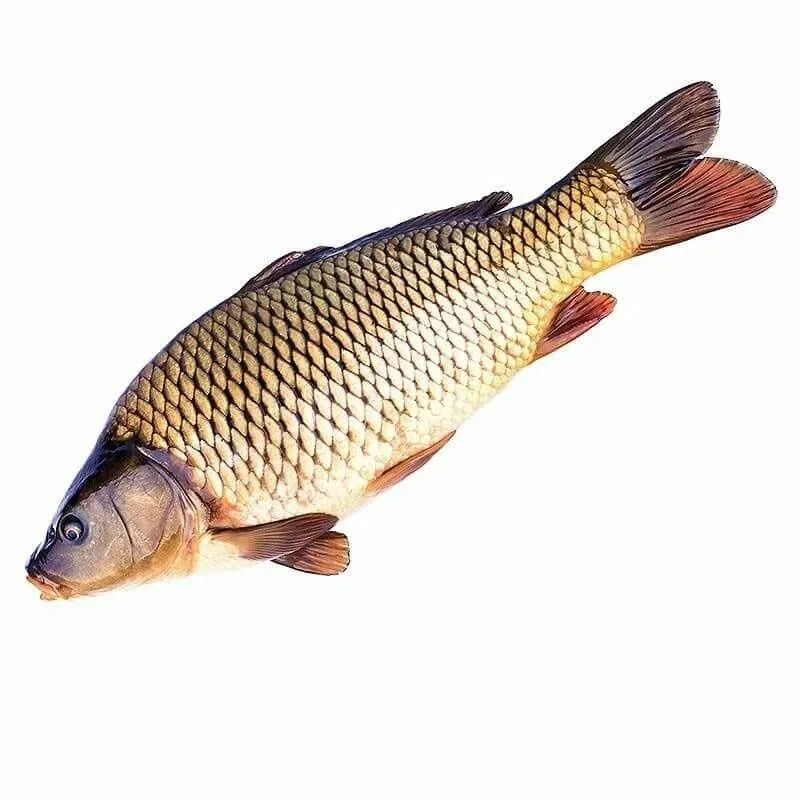 Tirik baliq sazan, tolstolop, amur, ilonbosh Tirik baliq sazan, tolstolop, amur, ilonbosh