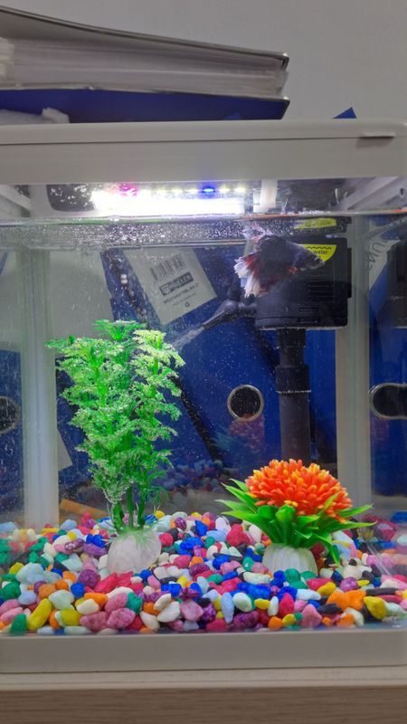 Akvarium + betta petushok