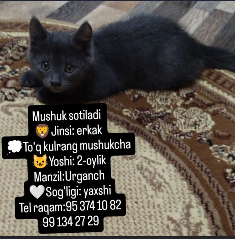 Mushukcha 2 oylik Mushukcha 2 oylik