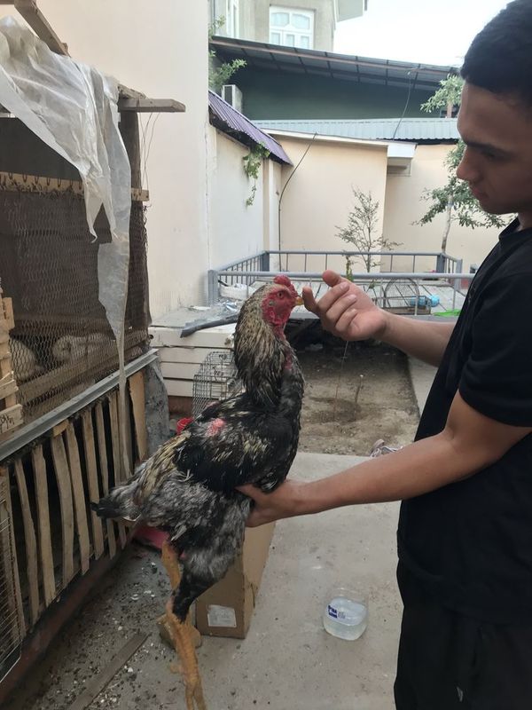 Dakan xoroz yaxshisi Dakan xoroz yaxshisi