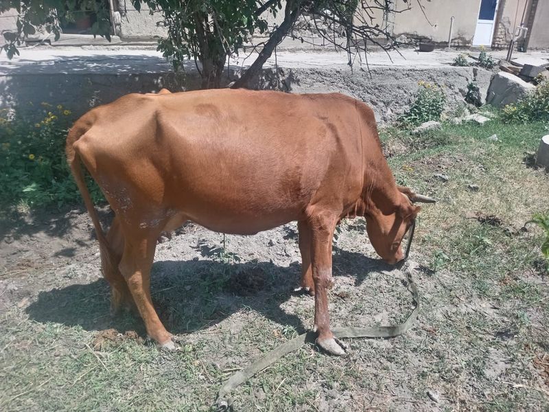 Ona bola sigir sotiladi
