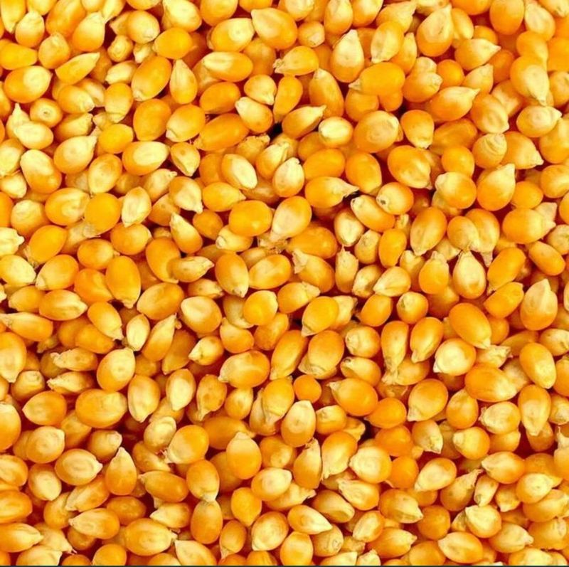 Pop korn. Amerika joxori