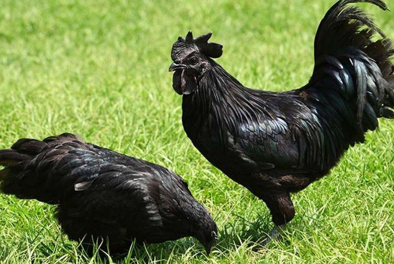 Ayam semani uxayler tovuqlari Ayam semani uxayler tovuqlari