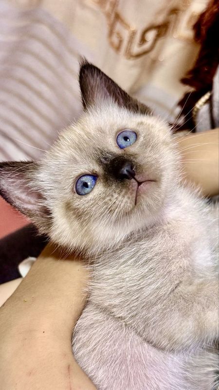 Сиамские | Тайские котята Сиамские | Тайские котята