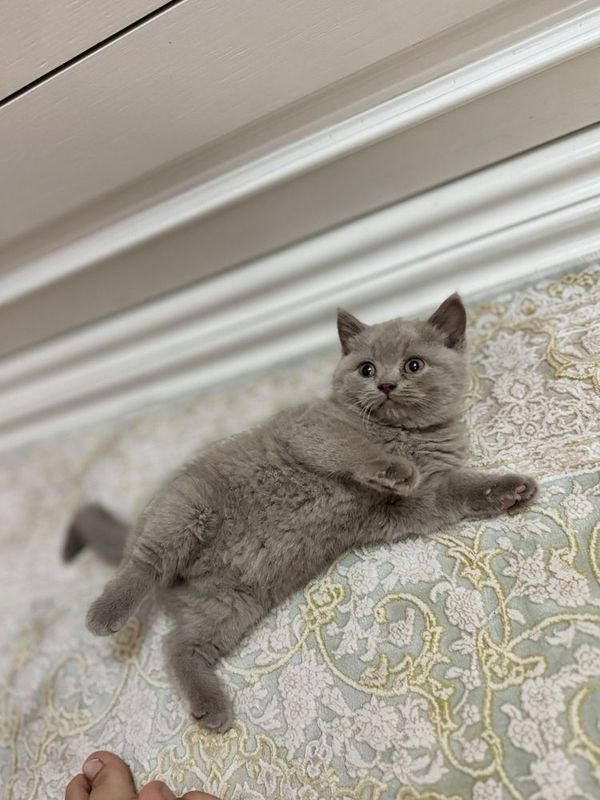 Британский котята Британский котята