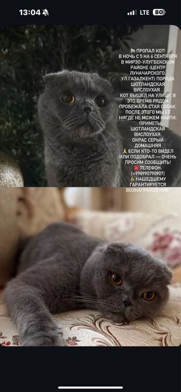 Кошка пропала помогите Кошка пропала помогите