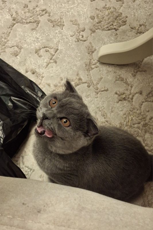 Котёнок . Котёнок .