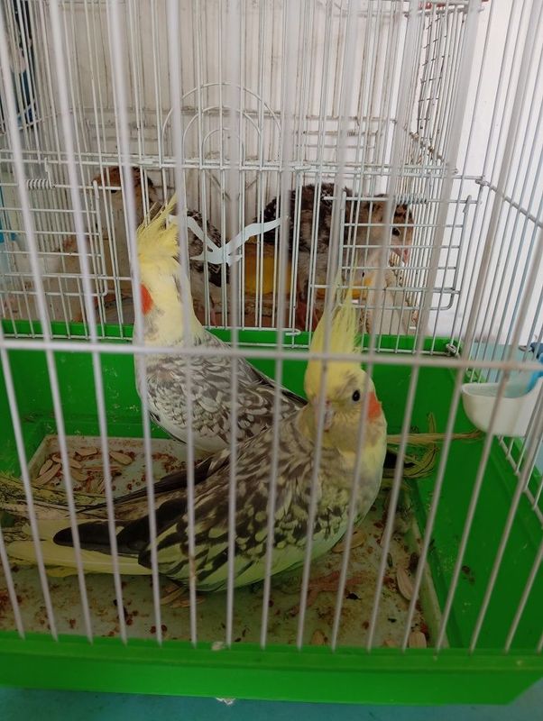 Продам попугаев карелл