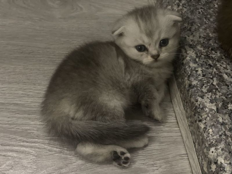 (otas british shorthair) (onas scotish fold) (otas british shorthair) (onas scotish fold)