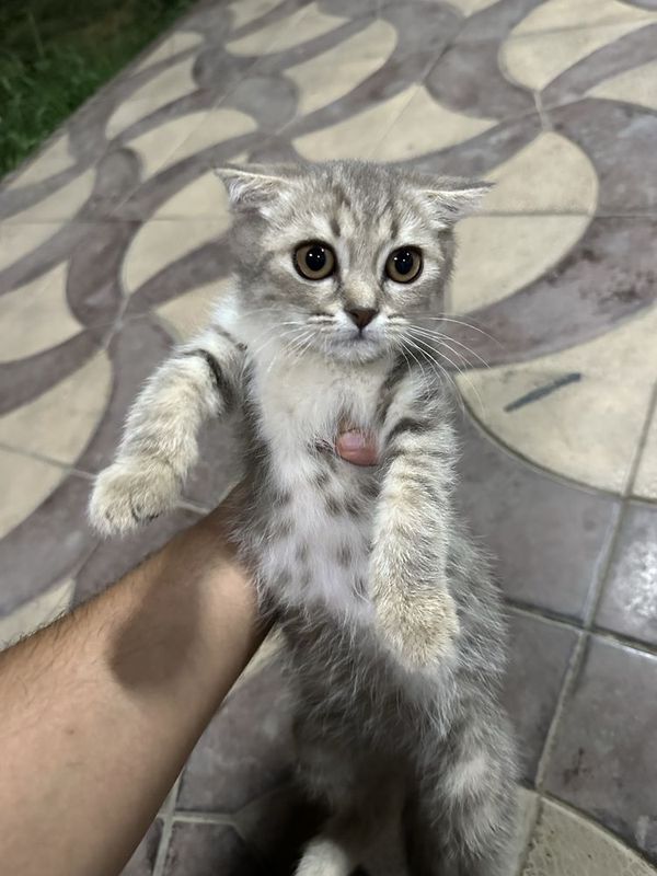 Вислоухая кошка, скотиш фолд Вислоухая кошка, скотиш фолд