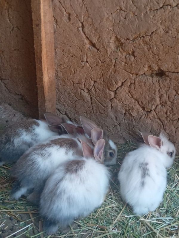 Quyonla sotiladi Quyonla sotiladi