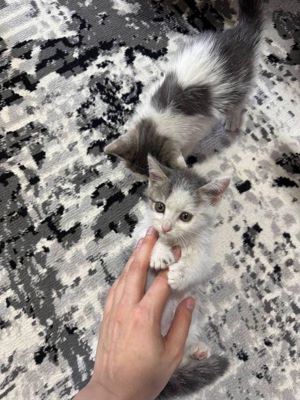 Котята 1,5 месяца Мушук боллари 1,5 ойли Котята 1,5 месяца Мушук боллари 1,5 ойли