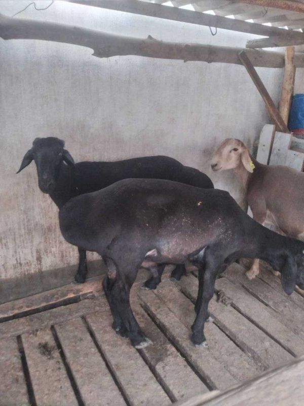 Qurbon Hayitga qo'ylar sotiladi Qurbon Hayitga qo'ylar sotiladi