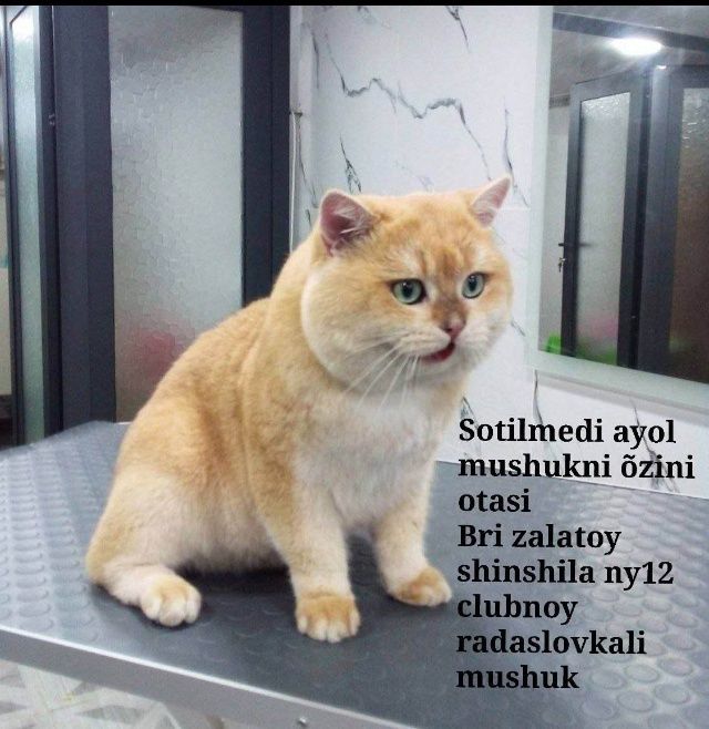 Skottish fold zalataya shinshilla Skottish fold zalataya shinshilla