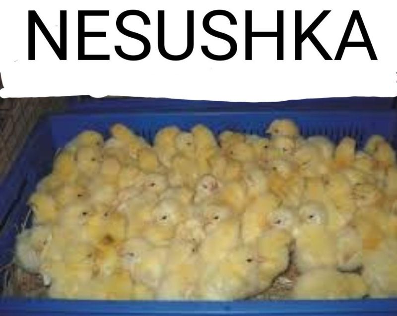 Nesushka 1kunlik