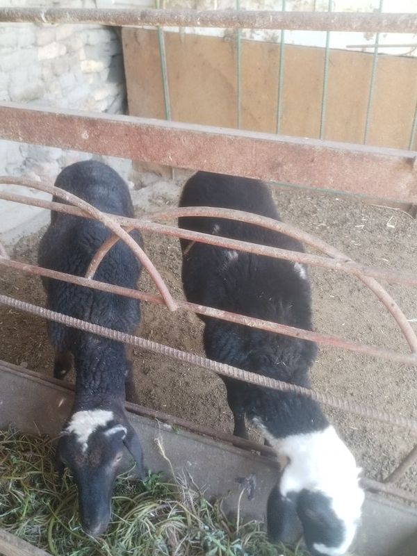 Qo'chqorlar 7oylik badani zo'r