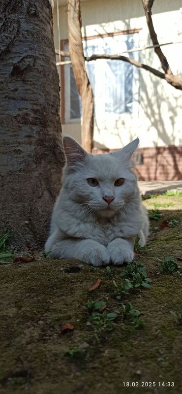 Oppoq turk angorasi Oppoq turk angorasi