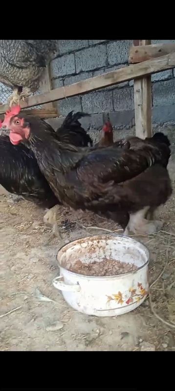 Qora Shag'zoda tovuqlar va Jersi xo'roz sotiladi 1+2 Qora Shag'zoda tovuqlar va Jersi xo'roz sotiladi 1+2