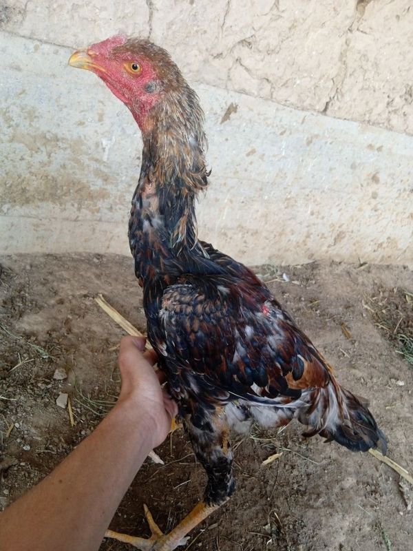Dakan huroz sotiladi 400 ming kareys. Barter bor keluwuramz faqat tez