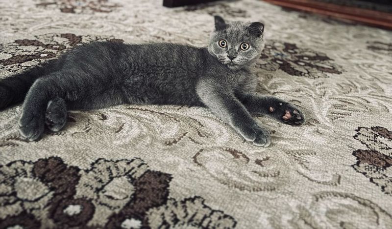 Очень красивая шотландская вислоухая кошка