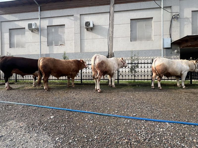Buqala sotiladi avlikol girinfud zodli jvoy vessi 650/700 kilo atrofid