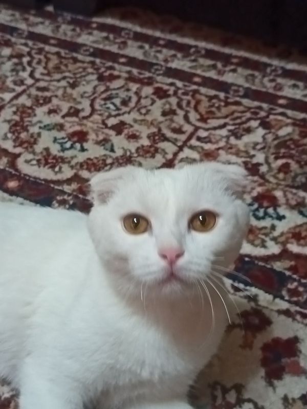 Oq mushuk parodniy Oq mushuk parodniy