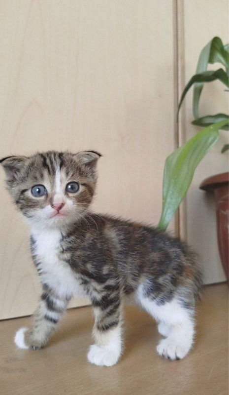 продается котенки еще маленькие