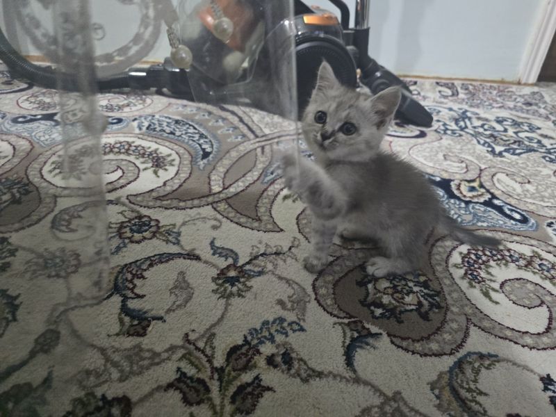 Shinshilla 1 oydan oshdi Shinshilla 1 oydan oshdi
