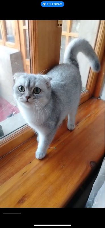 Serbrsty shinshilla fold homlador sotladi Serbrsty shinshilla fold homlador sotladi