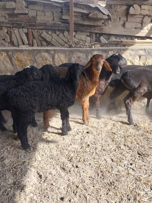 Quloqlari butun sifati alo qochqor barrala Quloqlari butun sifati alo qochqor barrala