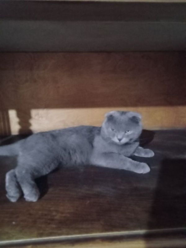 Скоттиш Фолд .. ... Скоттиш Фолд .. ...