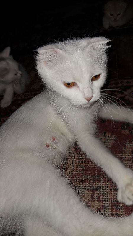Skocht fold 1 bolas yam bor oq bolasi oqatlnoldi yahw yeb ichsh Skocht fold 1 bolas yam bor oq bolasi oqatlnoldi yahw yeb ichsh