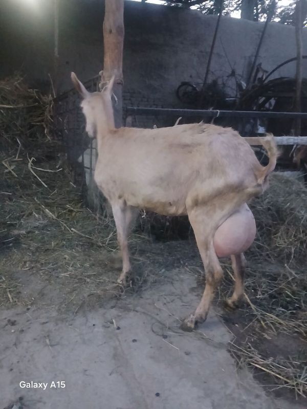 Zanin zotli echki sotiladi 2.5 litr sut beradi Zanin zotli echki sotiladi 2.5 litr sut beradi
