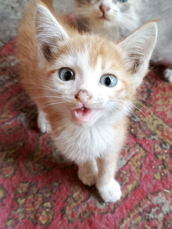 Котята в хорошие руки Котята в хорошие руки