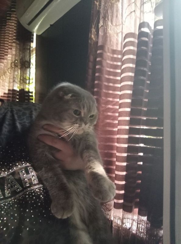 Скоттиш - фолд кот Скоттиш - фолд кот
