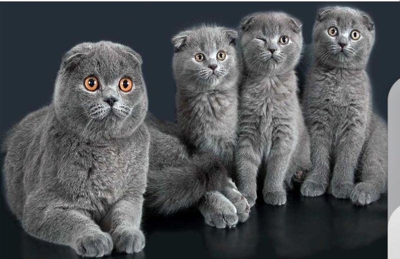 Шотландские котята Шотландские котята