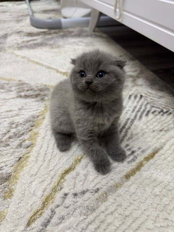 Скоттиш фолд котята Скоттиш фолд котята