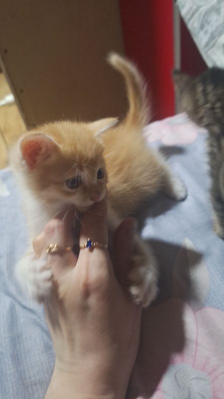 Отдам котят в добрые хорошие руки Отдам котят в добрые хорошие руки