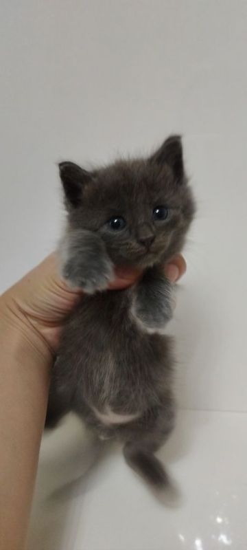 Отдам котят в хорошие руки Отдам котят в хорошие руки