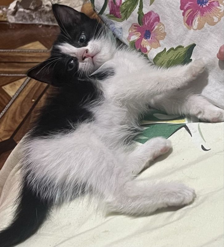 Пристраивается котенок Пристраивается котенок
