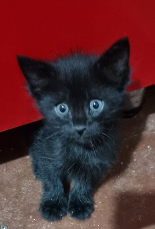 Отдаем котят в добрые руки. Отдаем котят в добрые руки.