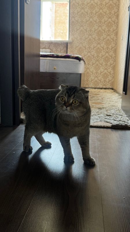 Британская кошка Британская кошка
